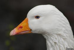 Tierpark Limbach-Oberfrohna