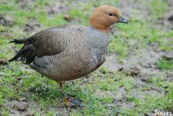 Tierpark Limbach-Oberfrohna
