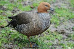 Tierpark Limbach-Oberfrohna