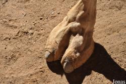 Camelus dromedarius