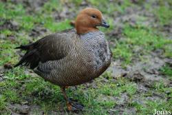 Tierpark Limbach-Oberfrohna