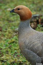 Tierpark Limbach-Oberfrohna