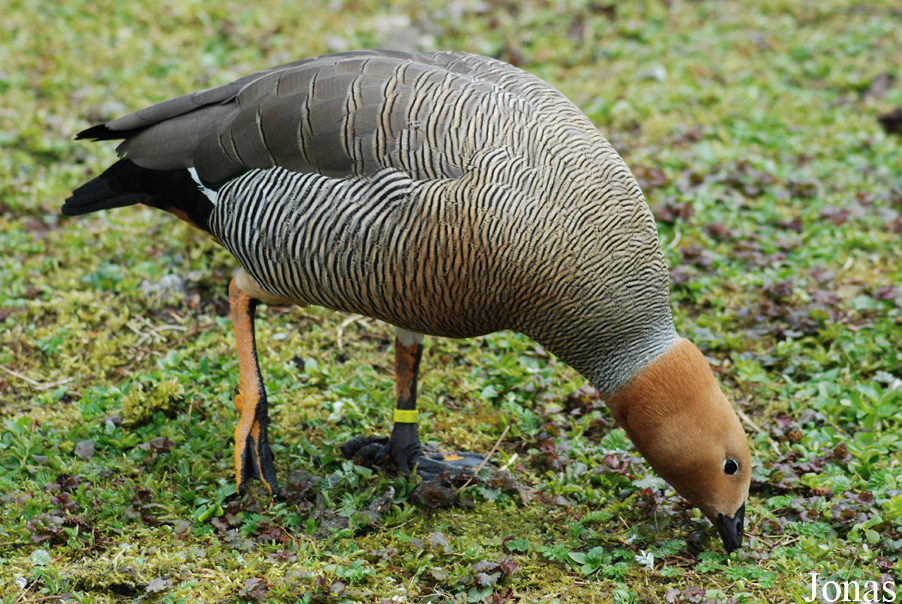 Tierpark Limbach-Oberfrohna