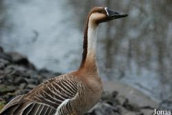 Tierpark Limbach-Oberfrohna