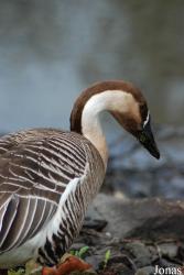 Tierpark Limbach-Oberfrohna