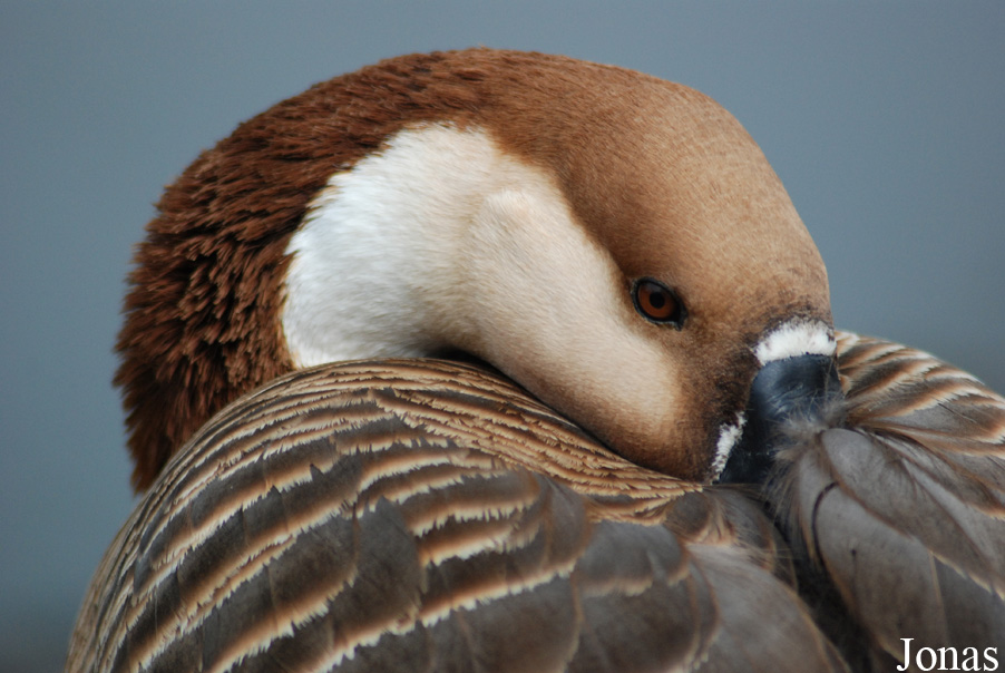 Tierpark Limbach-Oberfrohna