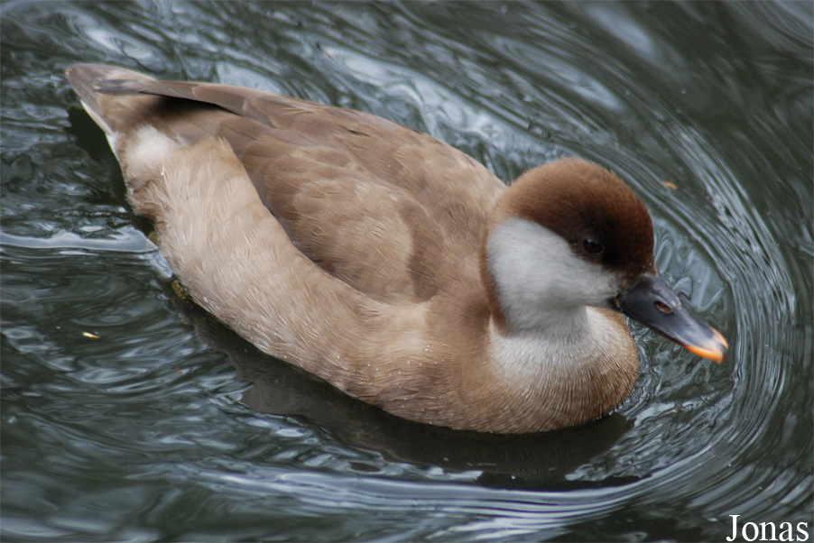 Tierpark Limbach-Oberfrohna