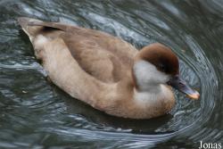 Tierpark Limbach-Oberfrohna