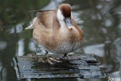 Tierpark Limbach-Oberfrohna