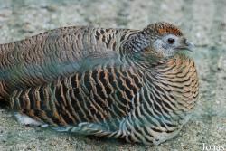 Tierpark Limbach-Oberfrohna