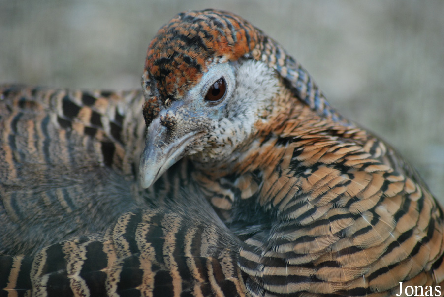 Tierpark Limbach-Oberfrohna
