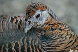 Tierpark Limbach-Oberfrohna