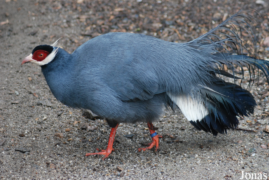 Tierpark Limbach-Oberfrohna