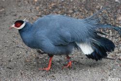 Tierpark Limbach-Oberfrohna