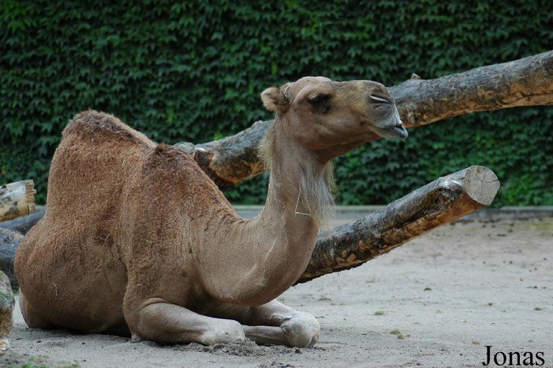 Zoo Landau in der Pfalz