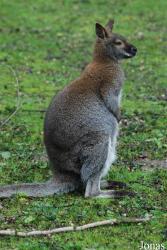 Notamacropus rufogriseus banksianus