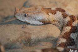 Vipera ammodytes