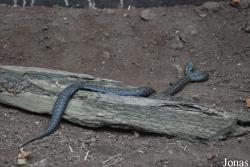 Podkrušnohorský Zoopark Chomutov