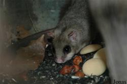 Podkrušnohorský Zoopark Chomutov