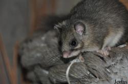 Glis glis