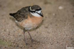 Charadriidae