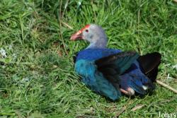 Podkrušnohorský Zoopark Chomutov