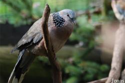 Podkrušnohorský Zoopark Chomutov