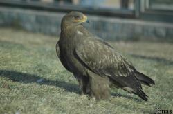 Aquila rapax