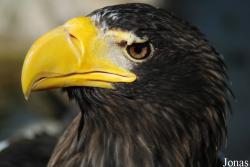 Haliaeetus pelagicus