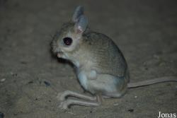 Dipodidae