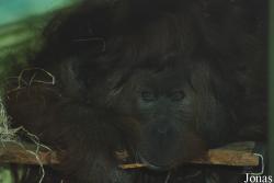 Zoologická zahrada Ústí nad Labem