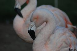 Phoenicopterus chilensis