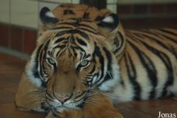Panthera tigris jacksoni