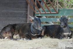 Zoologická zahrada Ústí nad Labem