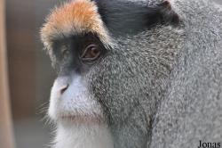 Cercopithecus neglectus