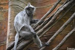 Trachypithecus cristatus