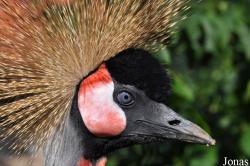Balearica regulorum gibbericeps