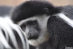 Colobus guereza caudatus