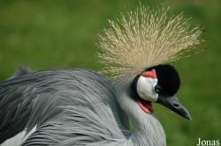 Balearicinae