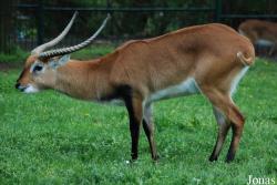 Kobus leche kafuensis