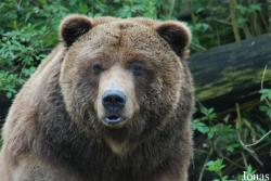 Ursus arctos horribilis