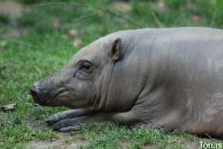 Zoo Děčín