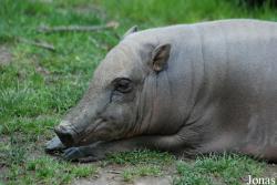 Zoo Děčín