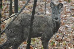 Moschidae