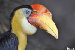 Rhabdotorrhinus corrugatus