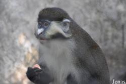 Cercopithecus ascanius