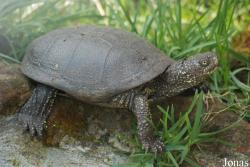 Emys orbicularis
