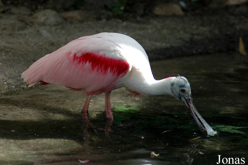 Zoo Landau in der Pfalz