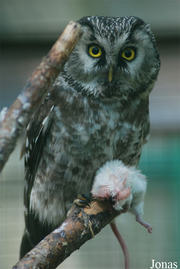 Zoo Děčín