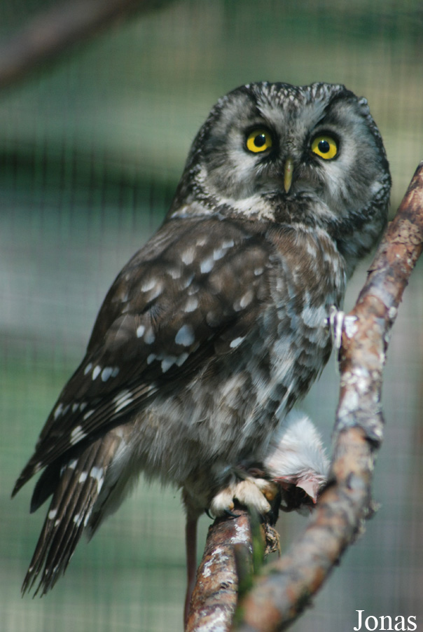 Zoo Děčín